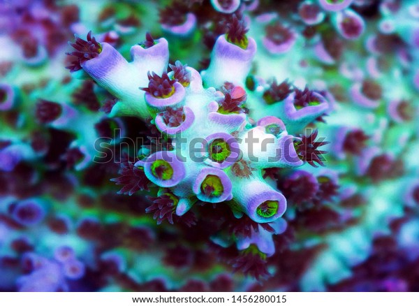 Acropora coral Images, Stock Photos & Vectors | Shutterstock