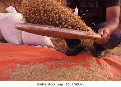 159 Separating Grain Chaff Images, Stock Photos & Vectors | Shutterstock