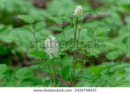 Actaea asiatica know as a Asian baneberry closeup view with white frilly flowers and foliage growing wild in a forest in the shade at springtime