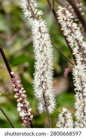 Actaea simplex 'James Compton' a summer autumn fall clump forming white flower plant commonly known as baneberry or bugbane, gardening stock photo image