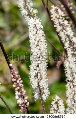 Actaea simplex 'James Compton' a summer autumn fall clump forming white flower plant commonly known as baneberry or bugbane, gardening stock photo image