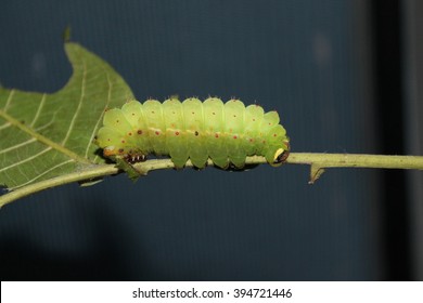 Actias Luna