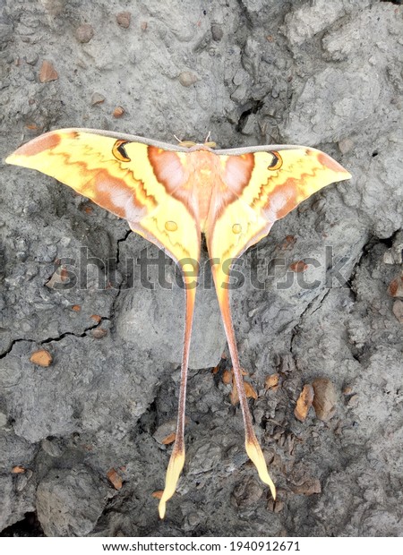 Actias ningpoana, the Chinese moon\
moth, is a moth of the\
family Saturniidae. 