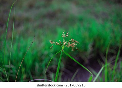 Actinovirus grossus  Primer