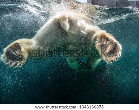 Action closeup of polar bear with big paws swimming undersea with bubbles under the water surface in a wildlife zoo aquarium - Concept of dangerous climate change, endangered wild animals