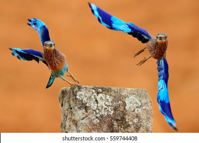 Action flight scene with two birds. Rollers from Sri Lanka, Asia. Nice colorful light blue birds Indian Rollers flying above stone with orange background.