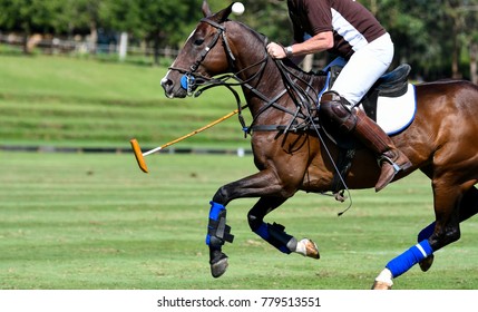 Action of Horse Polo Player and Ponies in Match.