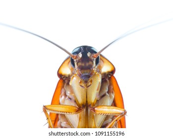 action image of Cockroaches, Cockroaches isolated on white background 