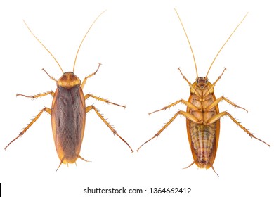 Action Image Cockroaches Cockroaches Isolated On Stock Photo 1379982428 