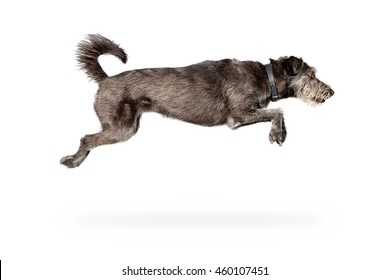 Action photo of dog jumping with all four limbs in air
