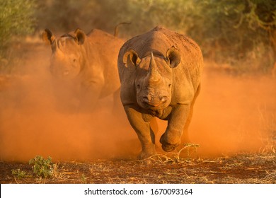 An action photograph of two female black rhinos charging at the game vehicle, kicking up red dust at sunrise, taken in the Madikwe game Reserve, South Africa.
