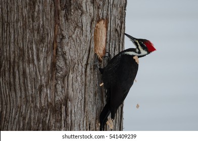 In Action, Pileated Woodpecker With Wood Chips Flying Everywhere, On A Cedar Tree