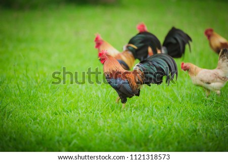 Action of Rooster bantam crows isolate on natural background