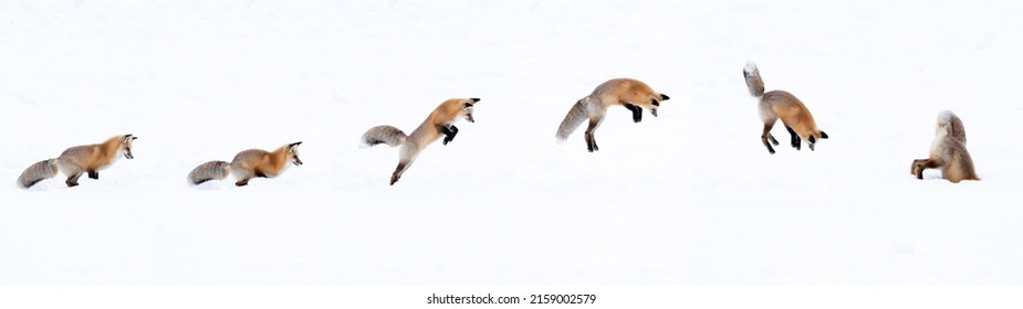 An Action Sequence Of A Fox Jumping And Diving Into Snow