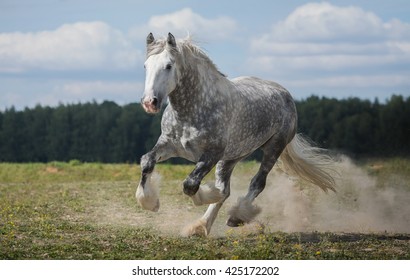 Action Shire (draft) Horse Portrait 