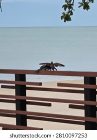 An action shot capturing a small bird mid-movement on a dark wood balcony fence against a bright coastal background.