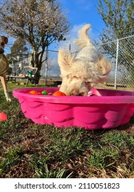 Action Shot Of Energetic White Furry Dog Jumping Into Bright Colorful Balls In Pink Kiddie Pool Outside In Fenced Dog Park Area Of Canine Enrichment Center On Sunny Day With Blue Sky 