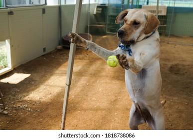 Action Shot Freeze Frame Of Dog Jumping To Catch A Tennis Ball But Missing In A Rescue Shelter.