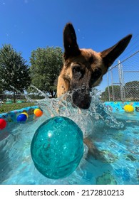 Action Shot Of German Shepherd Dog Playing With Ball And Splashing Water In Kiddie Pool On Bright Sunny Day Outside In Fenced Yard 