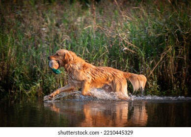 Action Shot Of Hunting Dog In Water With Practice Prey