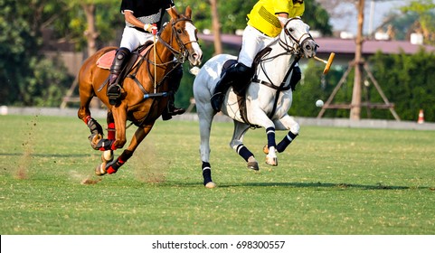 Action Shot Of the Polo Player, Playing Polo Horse During the Games.