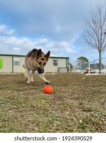 Action Shot Of The Purebred German Shepherd Dog Outside Chasing The Ball Through The Grass At The Canine Enrichment Boarding And Training Center