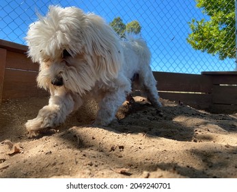 Action Shot Of Small Dog Digging In Sand 