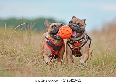 Action shot of two brown French Bulldog dogs with matching clothes running towards camera while holding ball toy together in their muzzles