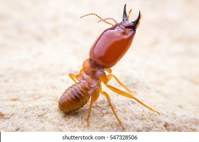 Action Termite