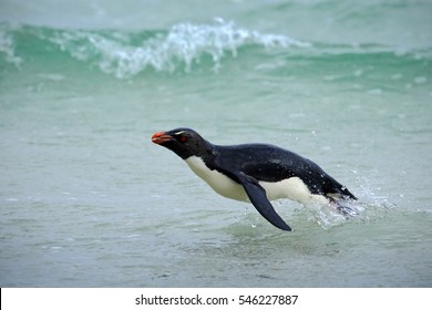 Action water scene with penguin in the blue waves, Antarctica. Rockhopper penguin, water bird jumps out of the blue water while swimming through the ocean in Falkland.