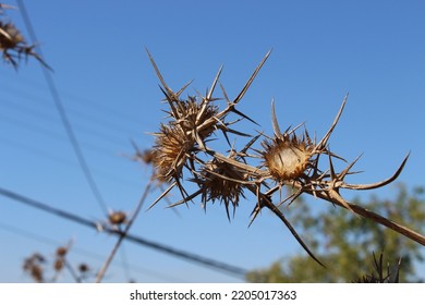 Actium Lapper, Brown Thorns Dry Plant In Sunlight In A Field With White Flowers, A Blue Sky In The Background And Green Blurred Trees, In A City There Is A Electrical Wires In The Background 