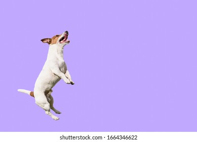 Active And Agile Dog Jumping High On Solid Color Purple Background