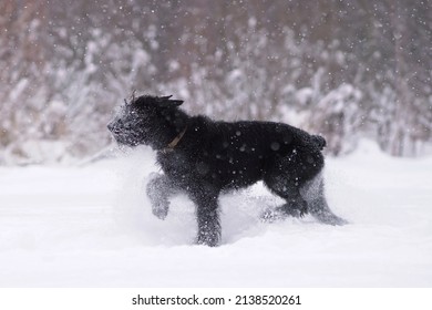 Active black Giant Schnauzer dog with cropped ears and a docked tail running outdoors on a snow in winter