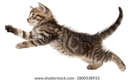 An active brown tabby kitten captured mid-jump with arms outstretched in a playful leaping pose. This dynamic pet asset from the image playful-kitten-jumping-in-mid-air--isolated-on-tra.jpg is perfectly isolated to provide a clean and versatile element for energetic pet care branding, advertising, and commercial animal designs.