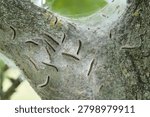  Active caterpillars of the oak processionary moth, Eichenprozessionsspinner, Thaumetopoea processionea, on an oak tree in a park in Magdeburg, Germany                              