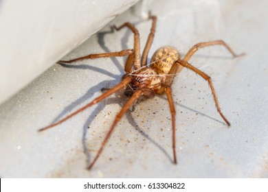 Active Common House Spider