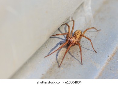 Active Common House Spider