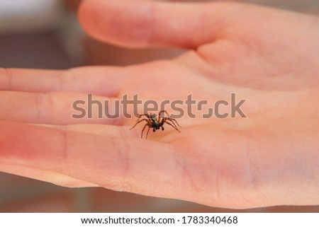 An active common house spider crawling on a persons hand
