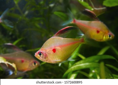 Shoal Bleeding Heart Tetra Hyphessobrycon Socolofi Stock Photo ...