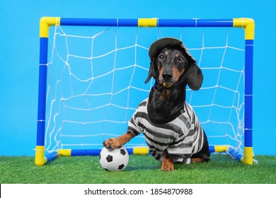 Active Dachshund Dog In Goalkeeper Uniform And Cap Successfully Protects Football Gate For Kids, Soccer Ball Flies Inside Scoring Goal On Green Artificial Grass, Blue Background