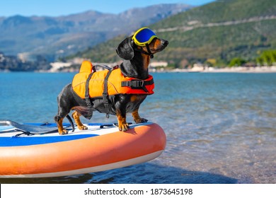 Active dachshund dog in specialized sunglasses for pets with polarizing lenses and life jacket is on stiffest durable inflatable stand up paddle board in sea or ocean. 
