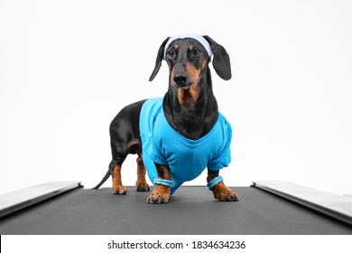 Active Dachshund Dog In Sports Uniform With Wristbands On Paws And Sweat Band On Head Stands On Treadmill For Weekly Jog, Front View, White Background. Healthy Lifestyle.