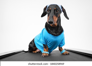 Active Dachshund Dog In Sports Uniform With Wristbands On Paws And Sweat Band On Head Stands On Treadmill For Weekly Jog, Front View, White Background. Healthy Lifestyle And Fitnes