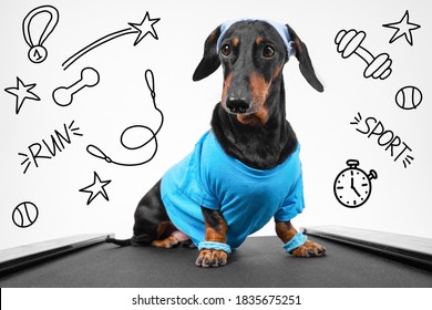 Active Dachshund Dog In Sportswear With Wristbands On Paws And Sweat Band On Head Sits On Treadmill Ready For Weekly Jog, Front View. Healthy Lifestyle. Drawn Sports Attributes Adorn White Background.