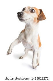 Active Dancing Movimg Funny Dog JAck Russell Terrier On White Background.