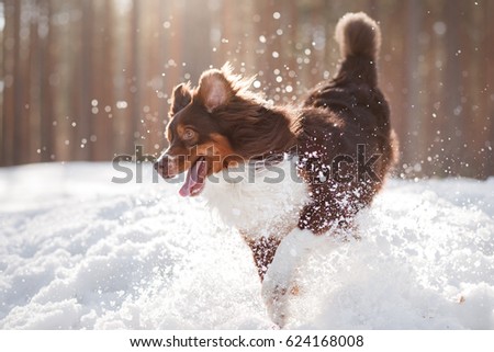active dog Australian Shepherd running and playing in the snow on the nature