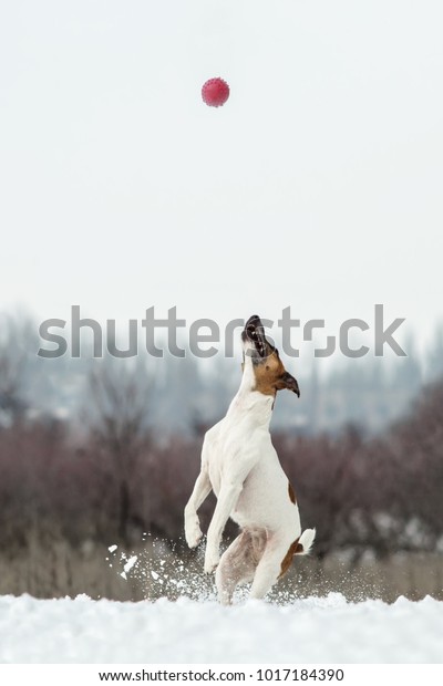 active jumping ball for dogs