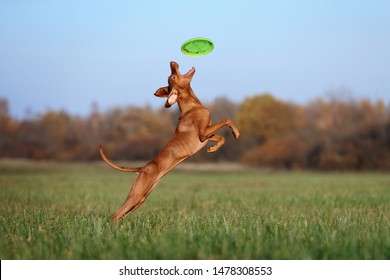 Active Dog Vizsla Catching A Toy