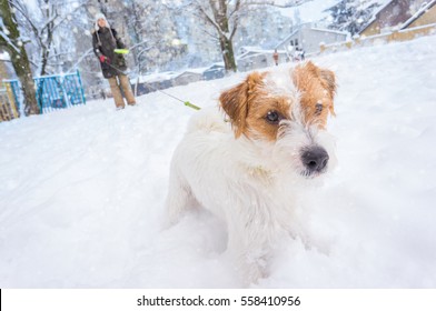 Active Dog Walking Outside On Snowy Winter Street