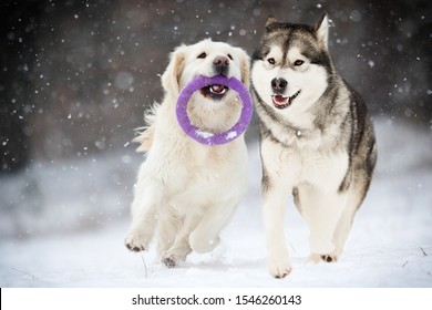 active dogs in winter, Golden Retriever and Alaskan Malamute breeds - Powered by Shutterstock